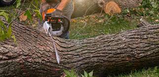 Best Root Management and Removal  in Orangevale, CA