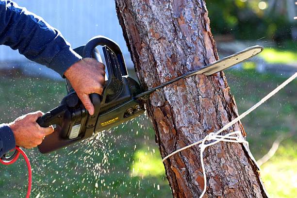 Best Tree Cabling and Bracing  in Orangevale, CA