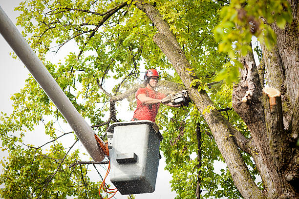 Best Fruit Tree Pruning  in Orangevale, CA