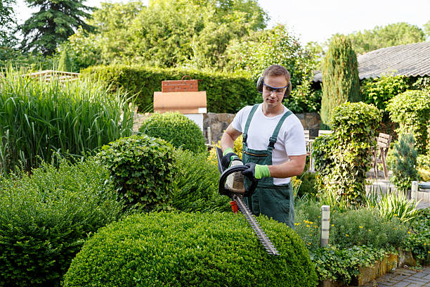 Best Weed Control  in Orangevale, CA